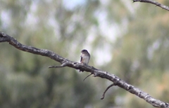 Petrochelidon nigricans