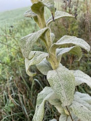 Verbascum densiflorum
