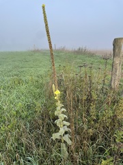 Verbascum densiflorum