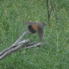 Acanthiza uropygialis