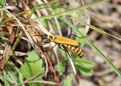 Chauliognathus flavipennis