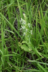 Habenaria lucaecapensis