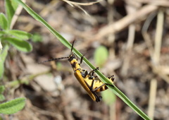 Chauliognathus flavipennis