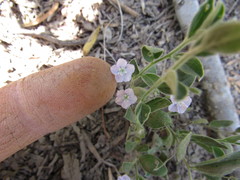 Evolvulus nuttallianus