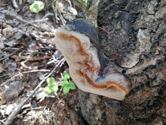 Phellinus pomaceus