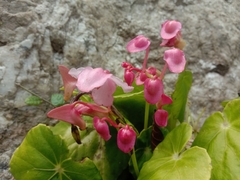 Begonia megaptera