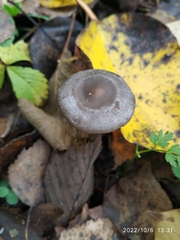 Tephrocybe rancida