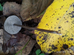 Tephrocybe rancida