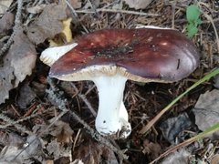 Russula integra