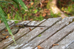 Eutropis