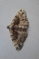 Peribatodes ilicaria