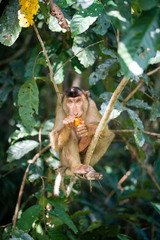 Macaca nemestrina