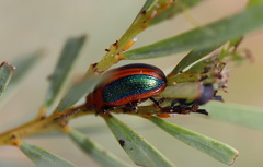 Calomela curtisi