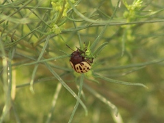 Leptinotarsa lineolata