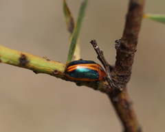 Calomela curtisi