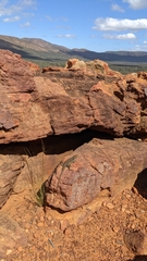 Ctenophorus modestus