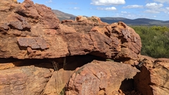 Ctenophorus modestus