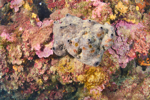 grey leather sponge, Cala Ferriol, photo 6 of 10
