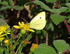 Pieris brassicae