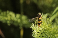 Sphaerophoria scripta