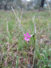 Silene rubella
