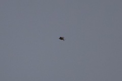 Cincloramphus cruralis