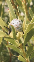 Leucadendron meridianum