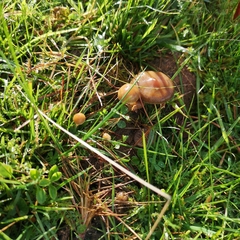 Psilocybe fimetaria