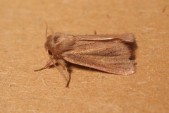 Denticucullus pygmina