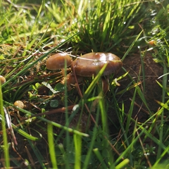 Psilocybe fimetaria