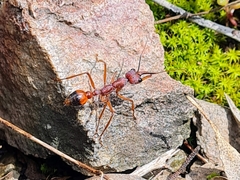 Myrmecia nigriscapa