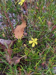 Hibbertia stricta