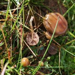 Psilocybe fimetaria