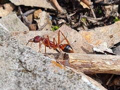 Myrmecia nigriscapa