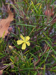 Hibbertia stricta