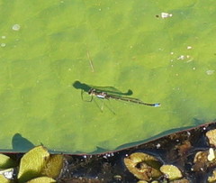 Austrocnemis splendida