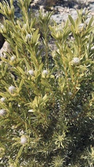 Leucadendron meridianum