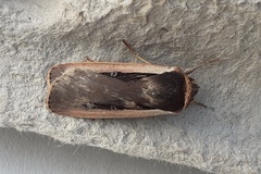 Ochropleura leucogaster