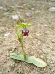 Ophrys fusca