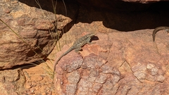 Ctenophorus modestus