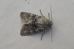 Polymixis xanthomista