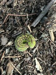 Condica illecta