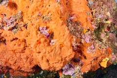 Spirastrella cunctatrix