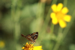 Phyciodes phaon phaon
