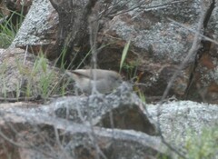 Acanthiza uropygialis