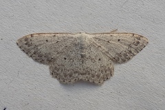 Scopula marginepunctata