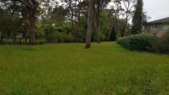 Anthoxanthum odoratum