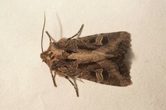 Trigonophora jodea