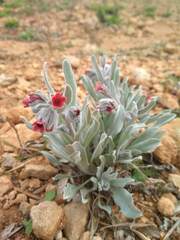 Cynoglossum cheirifolium