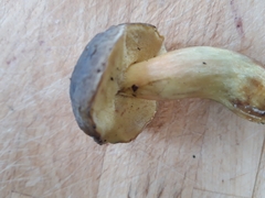 Xerocomellus pruinatus